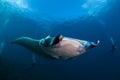 Manta ray swimming Royalty Free Stock Photo