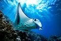 Manta ray swimming in the sea over coral reef, under water animal ocean life nature Generative AI Royalty Free Stock Photo