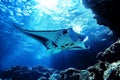 Manta ray swimming in the sea over coral reef, under water animal ocean life nature scenic.Watching undersea world Generative AI Royalty Free Stock Photo