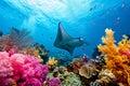 Manta ray swimming in the sea with small fish over colorful coral reef, under water animal ocean life Royalty Free Stock Photo