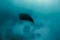 Manta ray swims freely in open ocean. Giant manta ray floating underwater in the tropical ocean