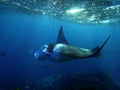 Manta Ray swims in Hanamau Bay Royalty Free Stock Photo