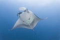 Manta ray Royalty Free Stock Photo