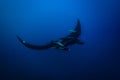 Manta ray with two fishes attached to the wings