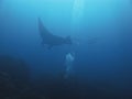 Manta ray in the Andaman sea Thailand.