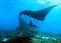 Manta Rays at Cleaning Station