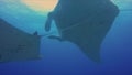 Manta Rays Group Close Up. Graceful & Peaceful Big Mantas Formation.Blue Sunlit Sea