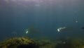 Manta Rays Group. Graceful Joyful Peaceful Sea Rays In Blue Water & Sunlit Sea Surface