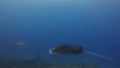 Manta rays group. Large rays swimming & circling coral reef in blue sea water