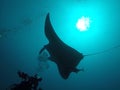 A Manta Ray swimming in the Ocean around Maldives