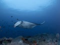Manta rays Royalty Free Stock Photo