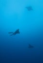 Manta Rays and SCUBA Diver Royalty Free Stock Photo