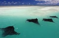 Manta Rays