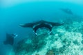 Manta Rays Swimming Over Cleaning Station