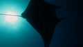 Manta swimming near a diver in blu sea water.