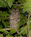 Mantananidwergooruil, Mantanani Scops-Owl, Otus mantananensis