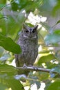 Mantananidwergooruil, Mantanani Scops-Owl, Otus mantananensis