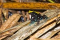 Mantella laevigata Royalty Free Stock Photo