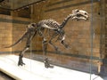 Mantellisaurus Dinosaur Skeleton Royalty Free Stock Photo