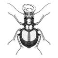 Manticora Herculena beetle illustration vector Royalty Free Stock Photo