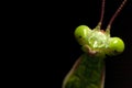 Mantidae, insect, portrait on black background Royalty Free Stock Photo