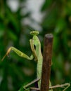 Praying Mantids- Mantidae is one of the largest families in the order of praying mantids Royalty Free Stock Photo