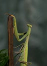 Mantids- Mantidae is one of the largest families in the order of praying mantids, based on the type species Mantis religiosa. Royalty Free Stock Photo