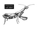 High detailed illustration of mantis. Hand drawn mantis sketch. Vintage insect drawing on white background.