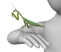 Mantis Royalty Free Stock Photo