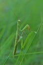 Mantis Royalty Free Stock Photo