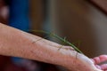 Mantis animal on human hand Royalty Free Stock Photo
