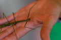 Mantis animal on human hand Royalty Free Stock Photo