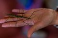 Mantis animal on human hand Royalty Free Stock Photo