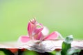 mantis, animals, macro Royalty Free Stock Photo