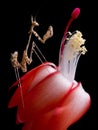 Mantis on cactus flower