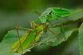 Mantis catching katydid