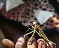 Mantis close sitting at hand of Zulu