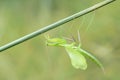 Mantis Royalty Free Stock Photo