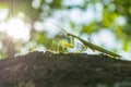 Mantis close-up on a tree facing