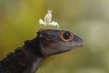 Mantis and Croc Skink Royalty Free Stock Photo