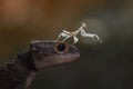 Mantis and Croc Skink Royalty Free Stock Photo