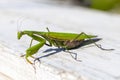 mantis. daylight. female. Shallow depth of field. macro shot. focus on the stomach Royalty Free Stock Photo