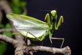 Mantis in Defensive Stance Royalty Free Stock Photo