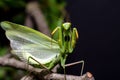 Mantis in Defensive Stance Royalty Free Stock Photo