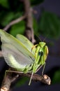 Mantis in Defensive Stance Royalty Free Stock Photo