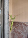 Mantis in door