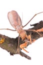 Mantis eat grasshopper