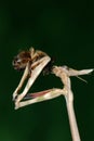 Mantis eating bee