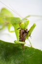 mantis eating grasshopper close up vertical composition Royalty Free Stock Photo