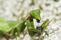 Mantis eating insect